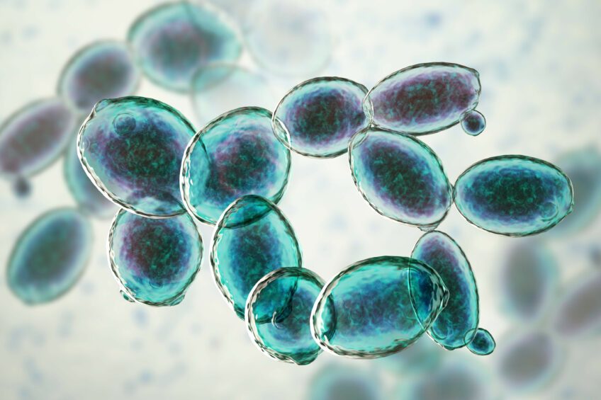 Yeast cultures based on Saccharomyces cerevisiae have a positive influence on animal performance, milk production and digestibility. Photo: Shutterstock