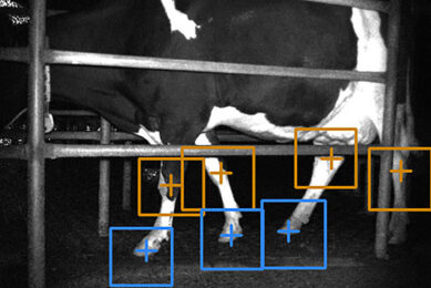 A computer image with the detection of carpal/tarsal joints in orange and hooves in blue. Photo: John Gardenier