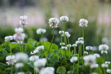Even after severe droughts, white clover has the capacity to reappear from seeds on the ground. Photo: Joseph Vary