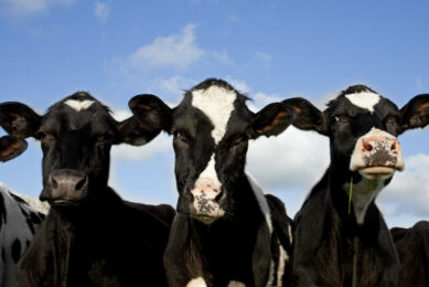 Breeding cows with superior immune response . Photo: Dave McAleavy