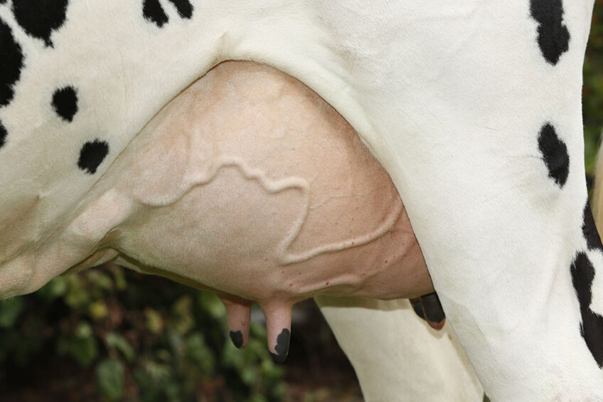 Cold stress causes a reduction in milk secretion in lactating cows. Photo: Henk Riswick