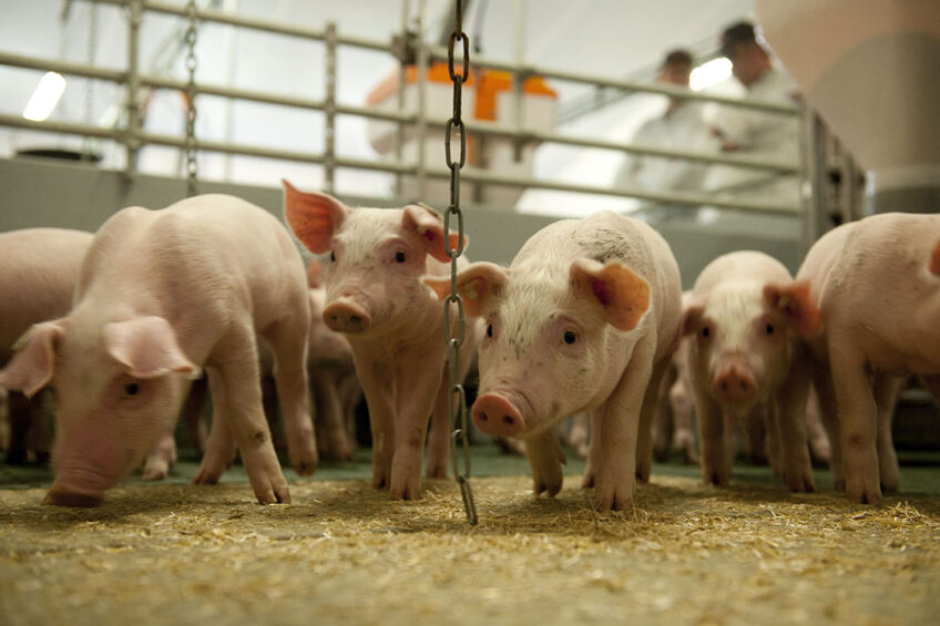 Microbiome modulation: The benefits for swine. Photo: Mark Pasveer