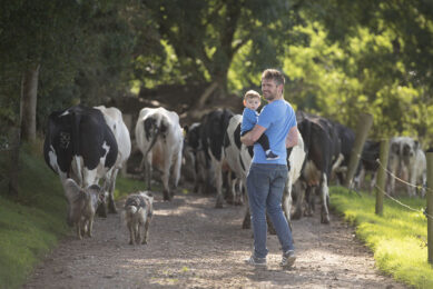 Jerry Murphy takes the cows twice a day to graze. The furthest plot is 900 meters away from the milking parlour. Photo: Mark Pasveer