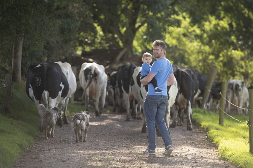 Jerry Murphy takes the cows twice a day to graze. The furthest plot is 900 meters away from the milking parlour. Photo: Mark Pasveer