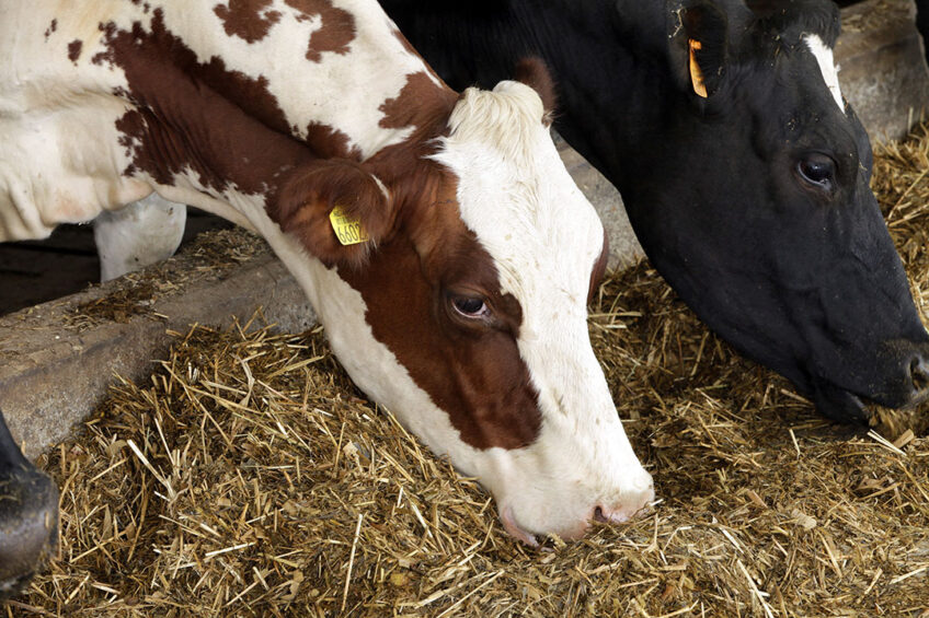 The overall population of dairy cows in Ukraine decreased by 5% to 3.6 million heads, with 2.5 million. Photo: Henk Riswick