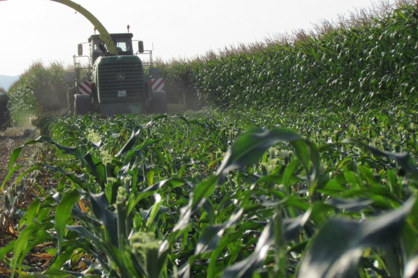 Raising maize whole plant cutting height allows getting a better nutritive value for the harvested forage. Photo: Arvalis