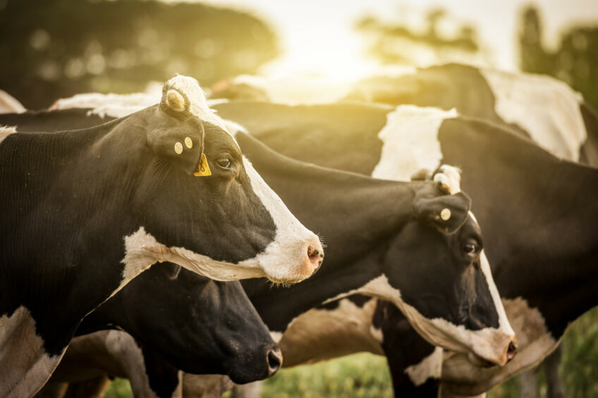 Fewer cows, or more sustainable cows? Photo: Shutterstock