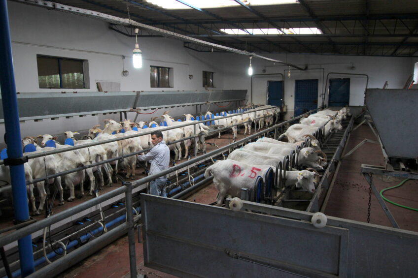 Milking sheep and goats a profitable business in Turkey