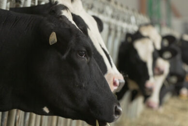 Benefits of vitamin B for dairy cows. Photo: Jefo