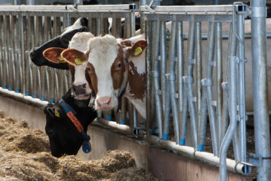 3 underutilised feed ingredients for ruminants. Photo: Ronald Hissink