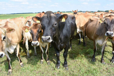 Empty cows going into the winter period can cost a lot of money therefore they need to be identified as early as possible. Photo: Chris McCullough