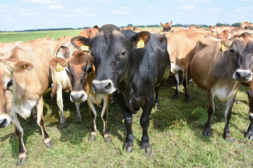 Empty cows going into the winter period can cost a lot of money therefore they need to be identified as early as possible. Photo: Chris McCullough