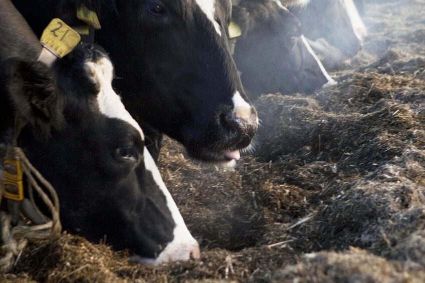 Factors affecting fibre utilisation in ruminant feeds - Dairy Global