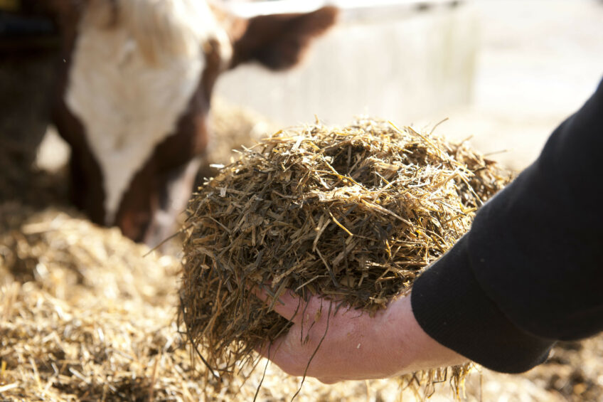 Rumen efficiency: 9 animal indicators. Photo: Mark Pasveer