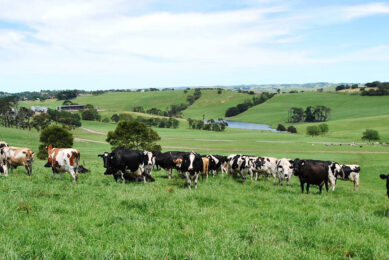 South Gippsland with its rolling green hills is known for its dairy industry. Photo: SG Dairy