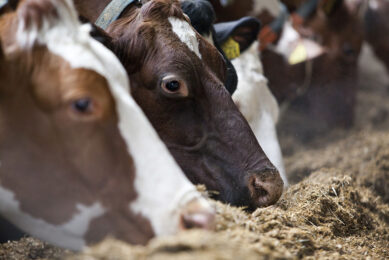 Algae in cow feed to make healthy milk. Photo: Jan WIllem Schouten