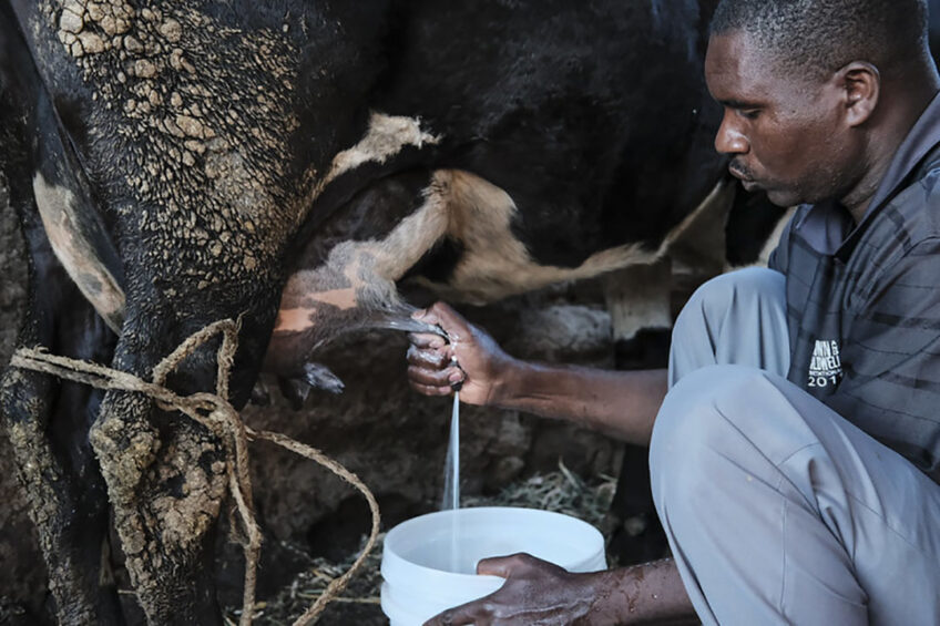 Dairy farmer Lwitiko Mwakaliba in Tanzania. Photo: Kabir Dhanji