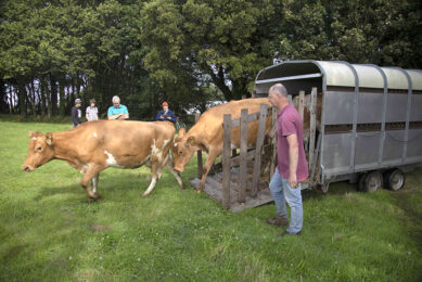 Jason Salisbury unloads the Guernsey cows into the fields at the new dairy on Sark Island. Photo: Sue Daly