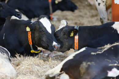 Heifers: Group or not to group? Photo: Nedap