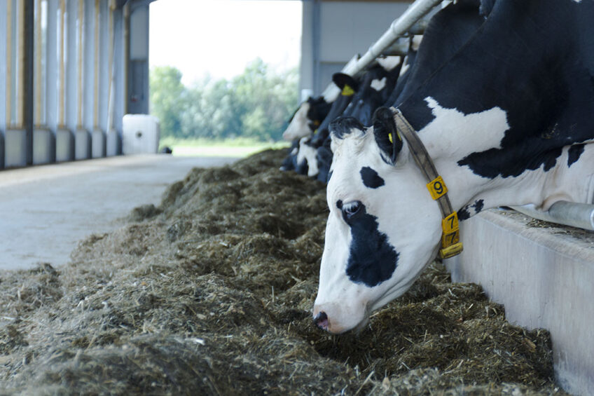 Price fluctuations decrease in dairy market. Photo: Galama Media