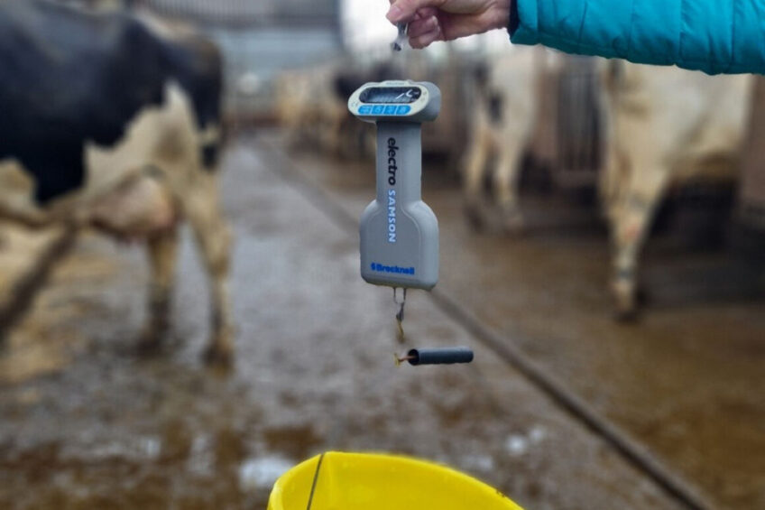 Most concentrate feeding systems can be checked using a simple weigh balance, a plastic bucket and a small investment of time. Photo: Chris McCullough