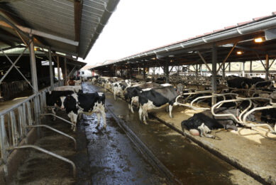 In 2013, the freestall barn was expanded with a noteably open building construction with a low roof. They milk a total of 240 cows. Further expansion of the number of cows is not planned.