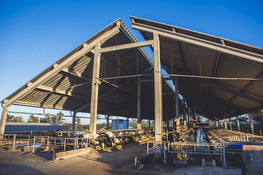 The cows live under a free-range housing system that allows them to choose to be in the solarium (usually on cool, sunny days) or inside the stables (usually on rainy days). Photo: Philipe Di Carlo