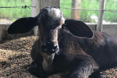 There is not a lot of information available regarding the mineral requirements for pre-weaned dairy calves raised under tropical conditions. Photo: Marcos Marcondes