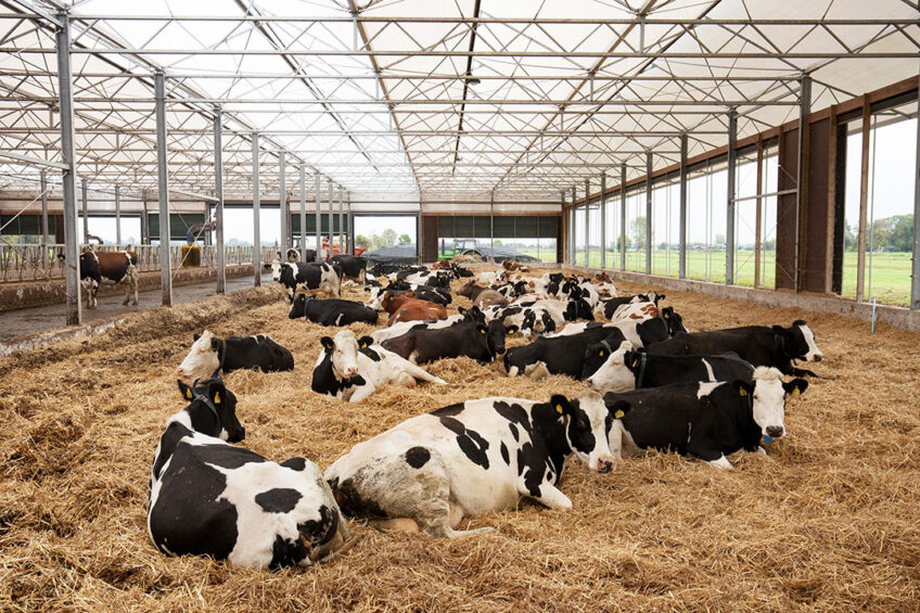 Bedding with crop residues such as wheat straw may provide substantial benefits. Photo: Herbert Wiggerman