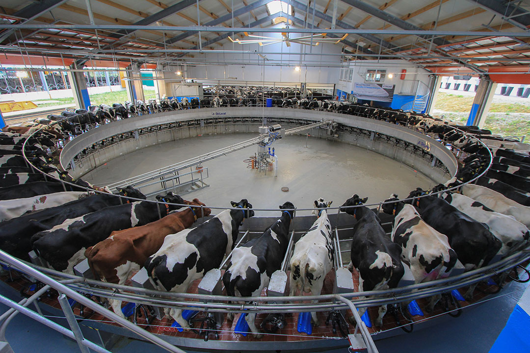 2030 Fewer dairy farms and new players Dairy Global