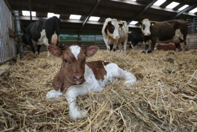 Combating mortality in organic calves