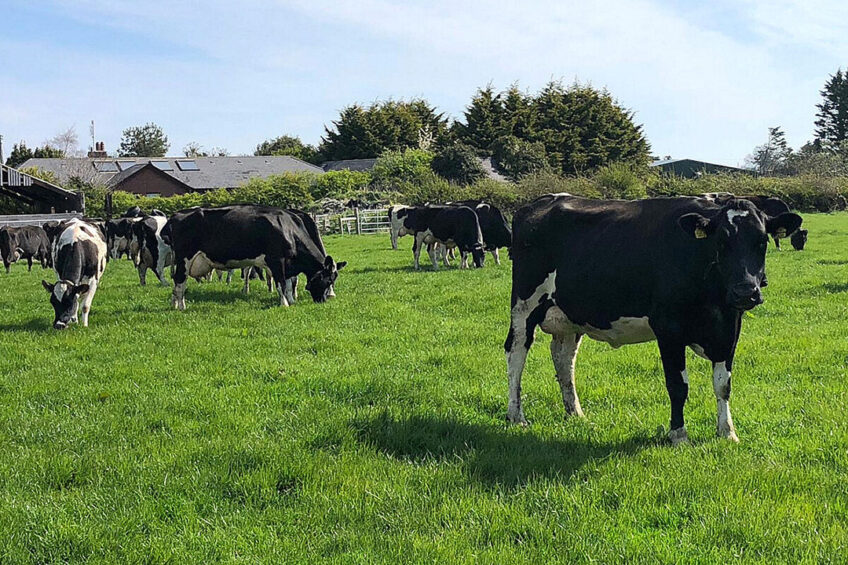 The cows are mostly New Zealand Friesian breed. Photo: Chris McCullough