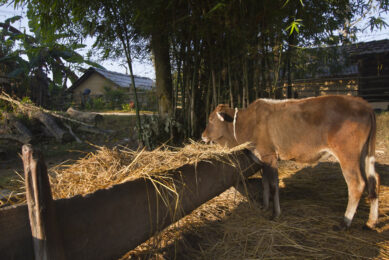 Around half of the number of dairy farms in Nepal are really small and have around 5 to 10 animals per farm. Photo: Dreamstime