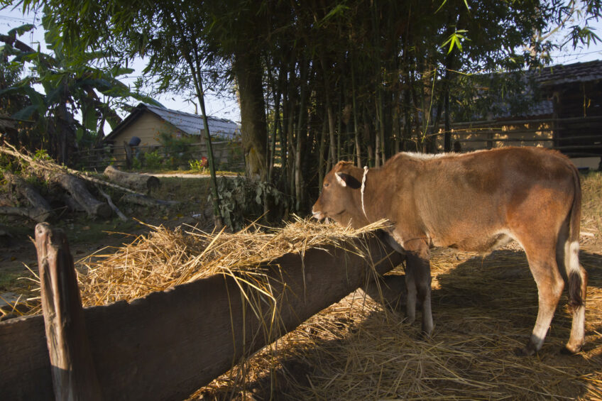 Around half of the number of dairy farms in Nepal are really small and have around 5 to 10 animals per farm. Photo: Dreamstime