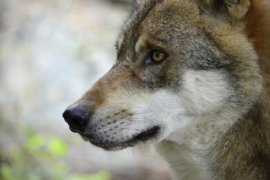 Farmers worry about dingoes and wolves