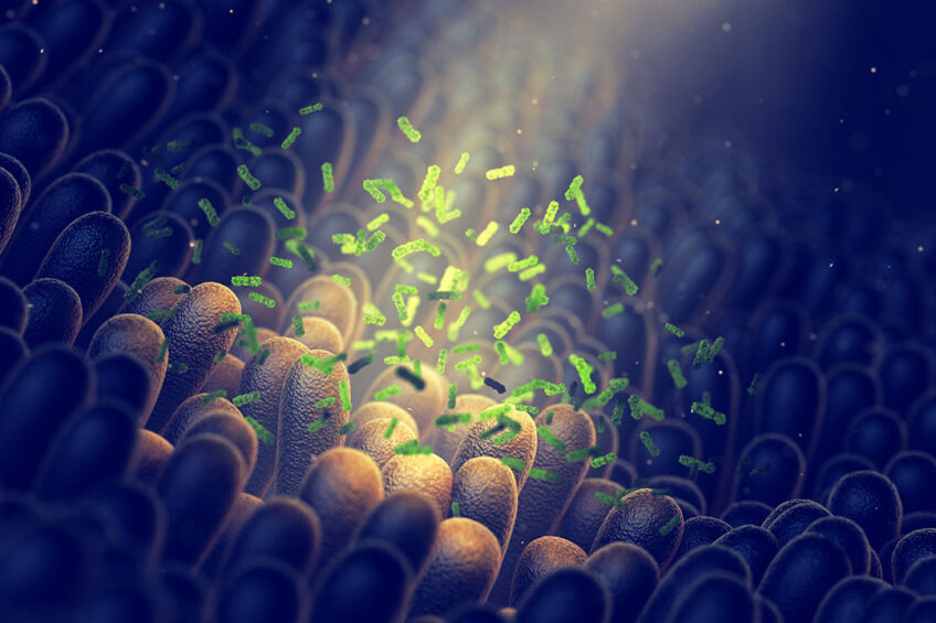 Fat digestibility, in particular, will be affected to a large extend by bacteria that impair the function of bile acids, vital components of the fat digestibility apparatus. Photo: Orffa