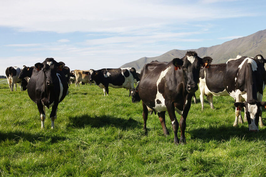 New Zealand reached record milk production per herd per cow this year. Photo: DairyNZ