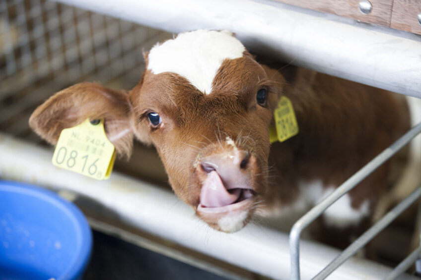 UFA AG produces calf milk powder with a high fat content of 20%-21%. Photo: Hans Banus