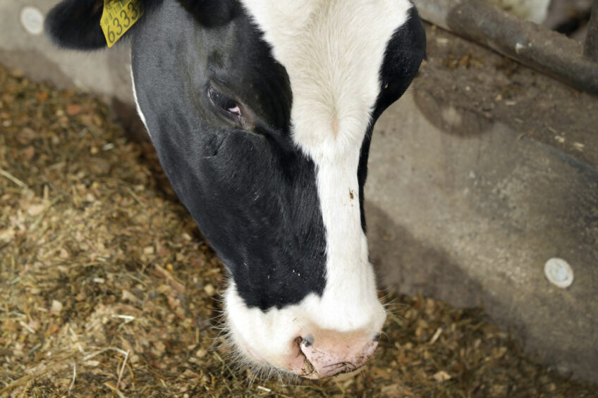 Effect of malic acid in dairy cow diets. Photo: Henk Riswick