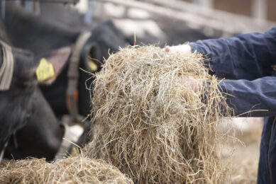 Buffers should not compensate for suboptimal feeding management. Proper feeding management should be considered based on the animal requirements at given production levels. Photo: Mark Pasveer