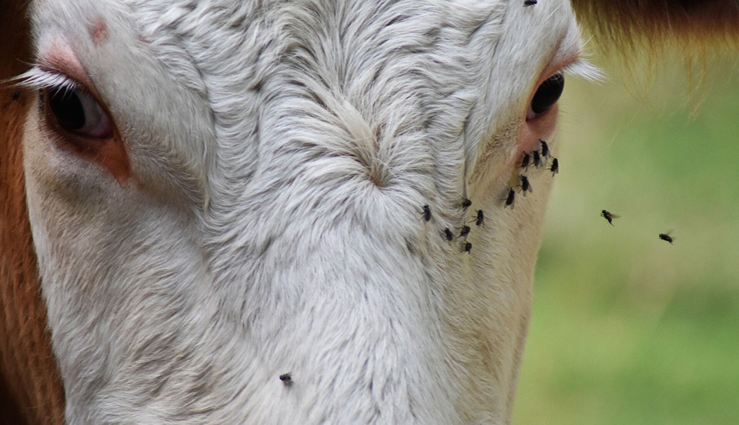 Fly control solutions what works for your farm? Dairy Global