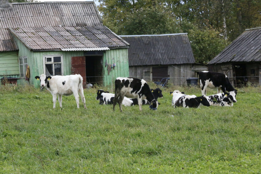 Despite the extremely wet autumn the young cattle is still kept outdoors until the moment the new young cattle shed is ready. Photo: Henk Riswick