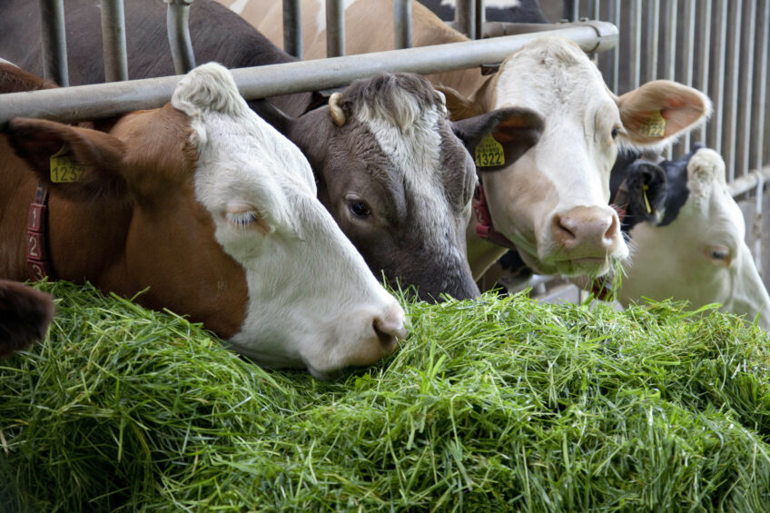 4 factors that influence forage quality.  Photo: Jan Willem Schouten