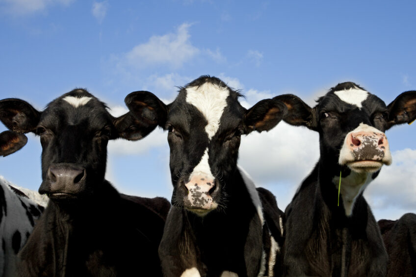 IDF committed to increase impact dairy sector. Photo: Shutterstock