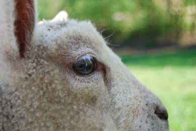 Schmallenberg virus spreading in the UK. Photo: Emmy Koeleman