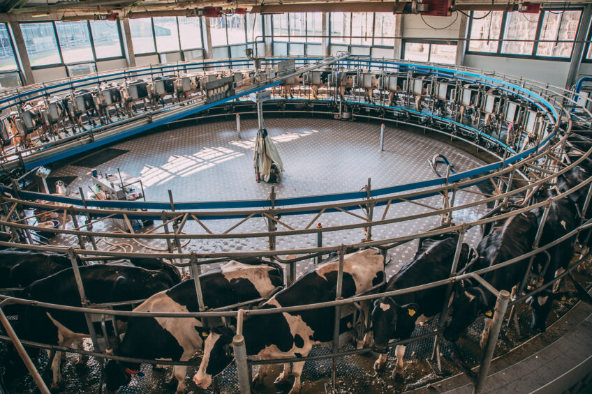 Milking 5,500 cows in Croatia. Photo: Chris McCullough