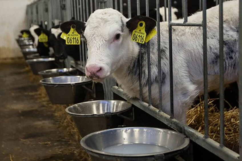 Rumen acidosis is a metabolic disease of cattle which can show clinical signs of the disease. Photo: Emmy Koelman