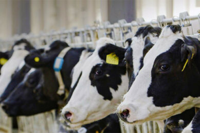 NB-IoT: The solution for smart dairy farming. Photo: Huawei