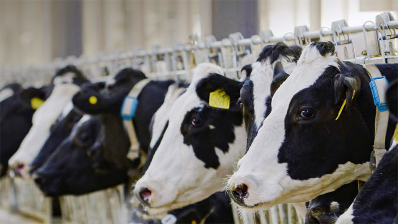 NB-IoT: The solution for smart dairy farming. Photo: Huawei