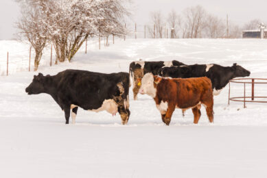 Big storm hits Texas dairy industry and future milk supply